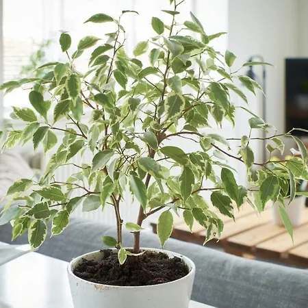 Διαμέρισμα Michael's